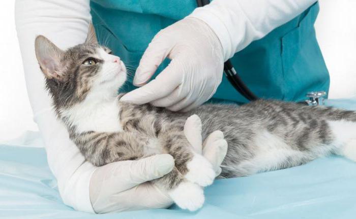 Hvad kan du få fra en kat? Fælles sygdomme hos katte og mennesker: klamydia, rabies, helminthiasis, lav