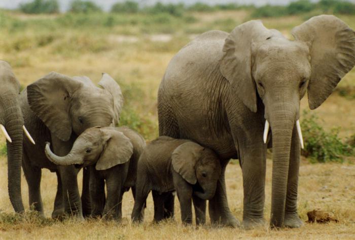 hvor gammel lever elefanter